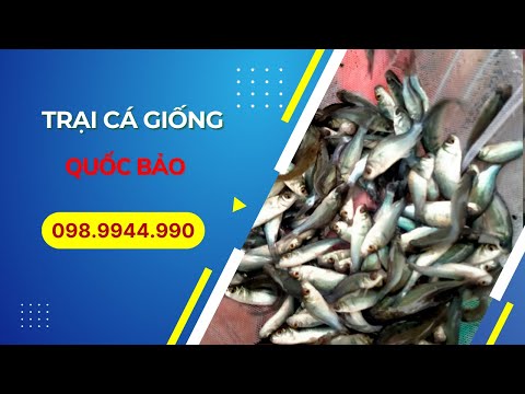 Video TRẠI CÁ GIỐNG QUỐC BẢO: 0989944990 | CHUYÊN CUNG CẤP... - youtube