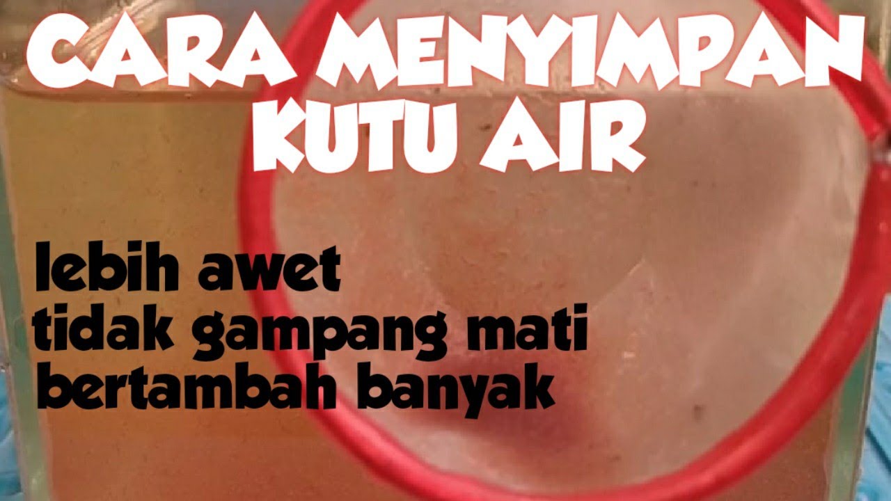 Jangan asal simpan kutu air yang baru beli atau dapat supaya tahan lama #kutuaircerdas