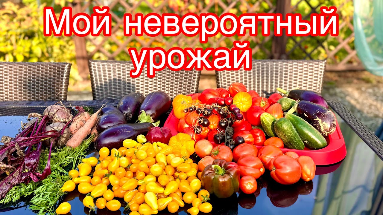 МОЙ НЕВЕРОЯТНЫЙ УРОЖАЙ С МАЛЕНЬКОЙ ТЕПЛИЦЫ И С ДВУХ ГРЯДОК