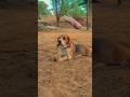 riyuu 🐕🫀#dog #viral #cute #beagle #new #family #trending #reels #shortvideo #rituu_003 #comedy #like