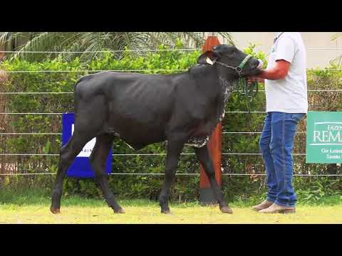 LOTE 46 • 9º LEILÃO PRIME GIR LEITEIRO E GIROLANDO • 0809CO