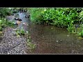 Soothing Sound of Rain Falling on a Creek