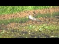 Rver Tern - Goa, India