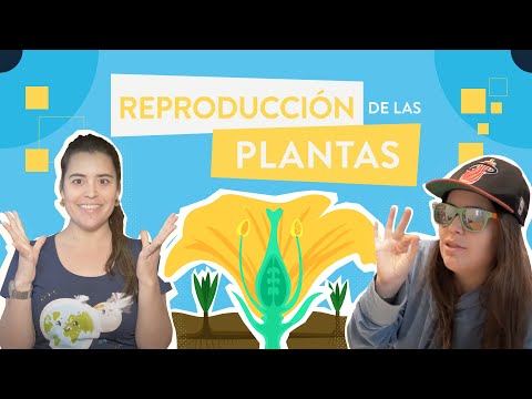 Vídeo: Reproducció De Gladiols De Diferents Maneres
