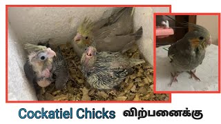 4 காக்டெய்ல் Chicks விற்பனைக்கு || 4 Hand feeding Cockatiel Chicks for sale#