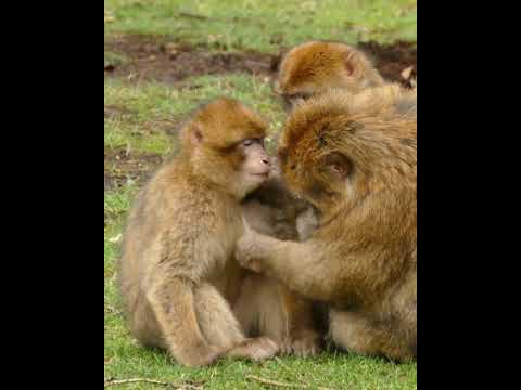 Funny Monkeys #shorts 