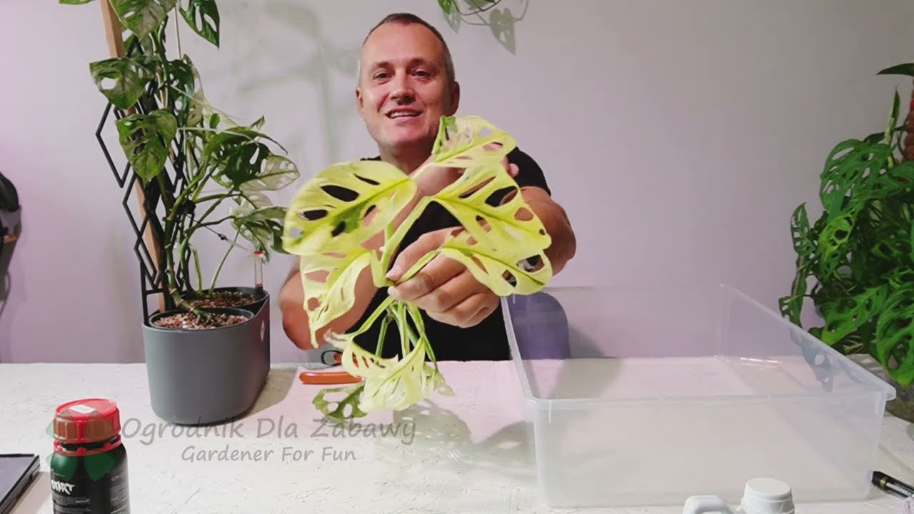 91. Jak straciłem piękne Monstery adansonii variegata i adonsonii mint.