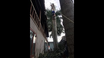 Thợ cưa đang cưa cây cau vua cực kỳ nguy hiểm | toản máy bãi 0947207718 | 0941797478 #tmb