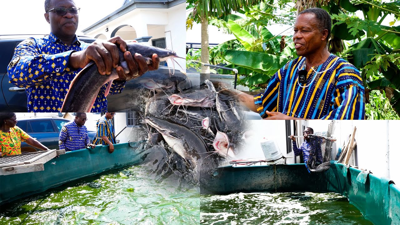 I EARN MILLIONS FROM CUTFISH FARMING - APS.  SAMUEL OFORI RTD