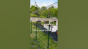 Under construction the 20 foot long Cattle Panel trellis Tunnel…#cattle#panel#tunnel .