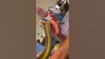 Olive Python! Endemic To Australia, 1 of 140 Various Species Of Snake, 1 of 40 Non-Venomous🇦🇺