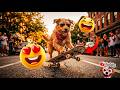 Wait For It! Funniest Animal Compilation 2025 Dogs, Cats, Skateboarding & More!