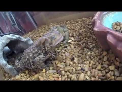 Toad Eating Insect Do American Toads Eat Stink Bugs