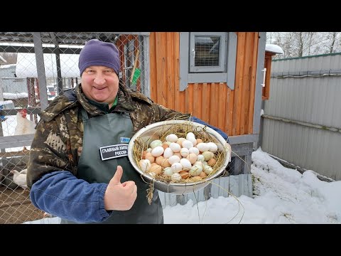 КАК УВЕЛИЧИТЬ ЯЙЦЕНОСКОСТЬ КУР ЗИМОЙ! И ПОЛУЧАТЬ ЧИСТОЕ ЯЙЦО!