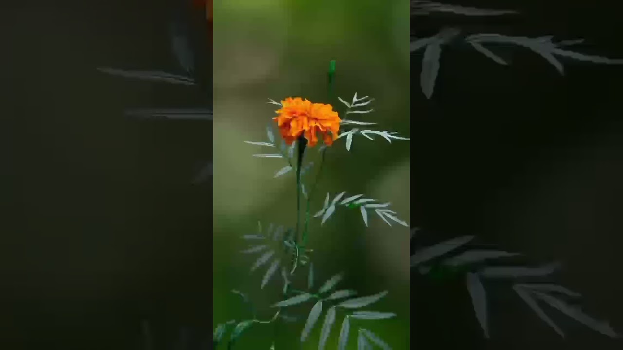 good feel song man mast flower ke sath Instagram rails WhatsApp status short video 