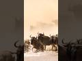 Gnus in Action #shorts