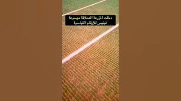 مزرعة تضم 18 مليون شجرة زيتون في منطقة الجوف بالسعودية 