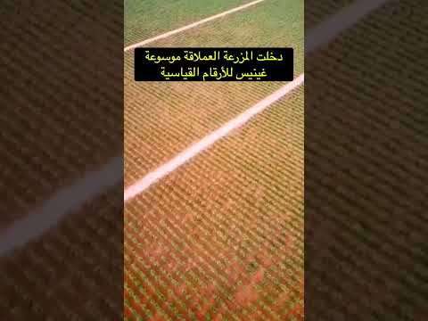 مزرعة تضم 18 مليون شجرة زيتون في منطقة الجوف بالسعودية