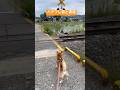 柴犬タロウ、ハチワレ猫と遭遇　#柴犬 #shibainu #しばいぬ