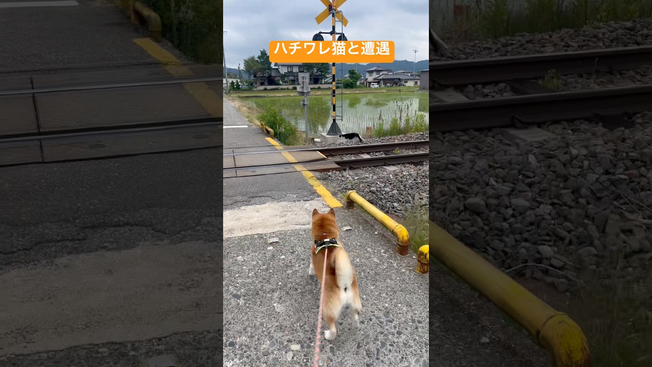 柴犬タロウ、ハチワレ猫と遭遇　#柴犬 #shibainu #しばいぬ