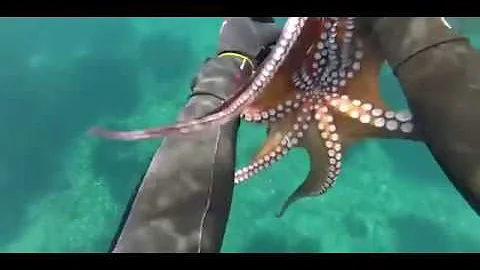 Amazing Skill, Catch Octopus Free Diving, Catch Giant Squid Underwater, Fish Hunting in Deep Sea