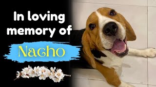 REMEMBERING DEARLY BELOVED DOG NACHO ON HIS BIRTH ANNIVERSARY TODAY