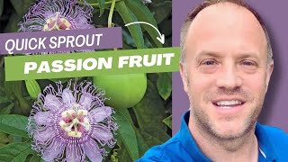 How to Quickly Grow Zone 6 Hardy Maypop Passionflower (Passiflora incarnata) From Seed (scarify)