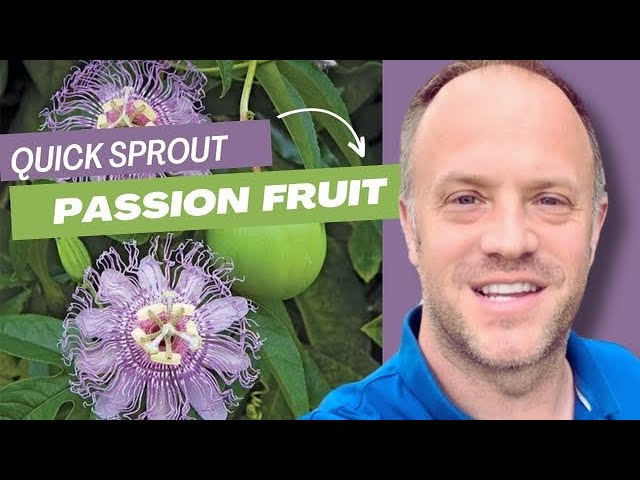 Native Passion Fruit (Passiflora Incarnata): How To Grow, Forage, & Eat -  Tyrant Farms