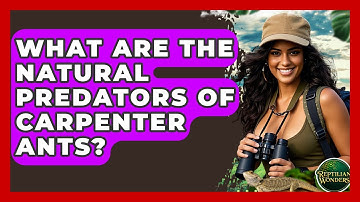 What Are The Natural Predators Of Carpenter Ants? - Reptilian Wonders