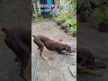 🐕morning in my life 🥰#viralvideo #viral #video #dogfunnyvideos #funnyshorts #shortvideo #shorts