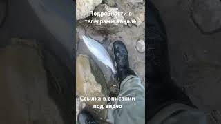 https://t.me/beregsakhalina сима #рыбалка #нахлыст #fishing #рыба #сахалин #сима