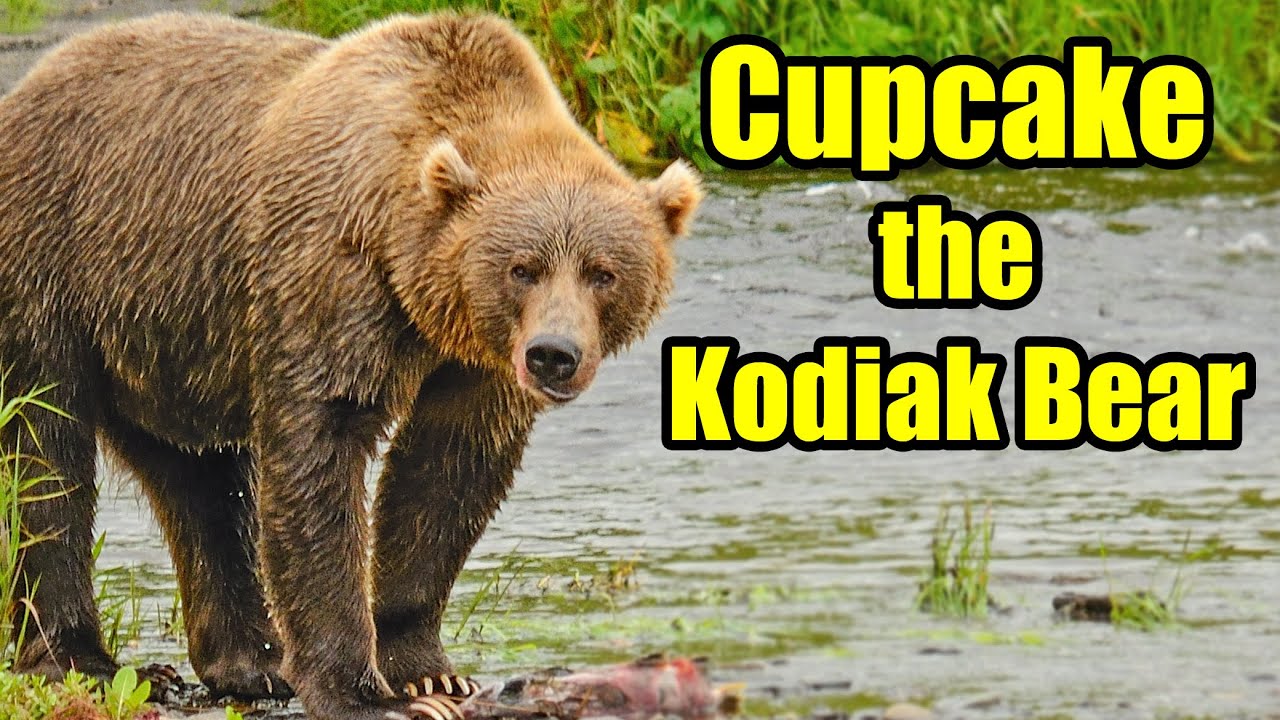 Cupcake the Kodiak Brown Bear Alaska Bears Behind the Scenes YouTube