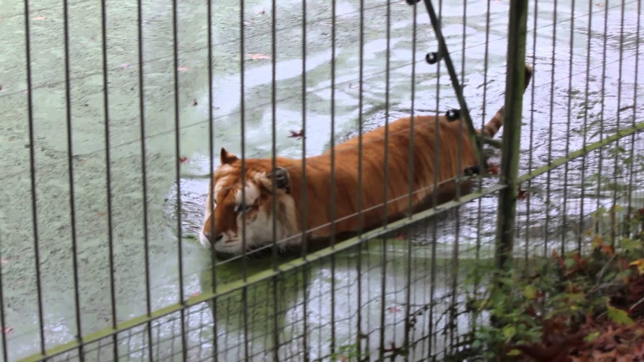 Gouden Tijger Witte Bengaalse Tijger Golden Tiger White Bengal Tiger Olmense Zoo Youtube
