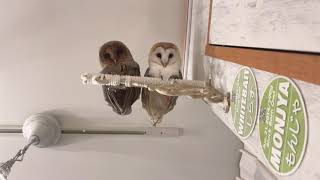 Playing fingers with Barn Owls