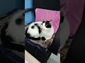 Günaydın kâinatın bütün sesleri💓