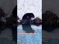 #cute #wildlife #animals #cuteanimals # lazymotivation#beaver