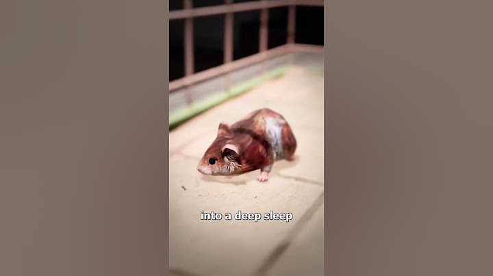 Why Your Hamster Might Not Be Dead 🤯 #shortsfeed #3danimation #viralvideo