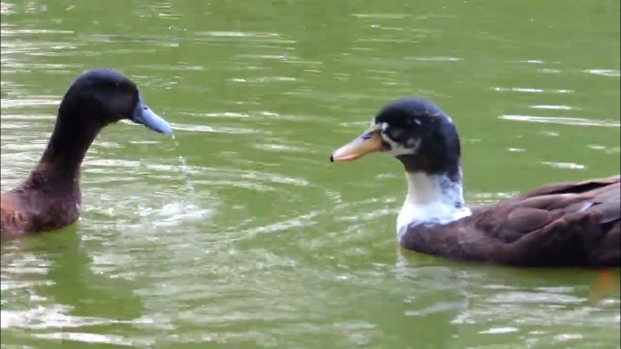 Have you seen the Duck Contest? you can see in this video duck video YouTube