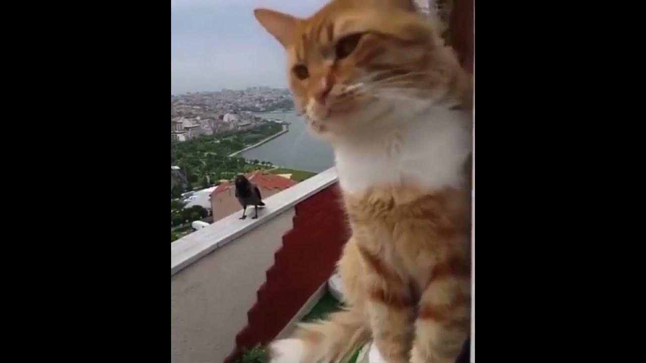 видео где коты разговаривают. классный кот. видео где коты разговаривают.