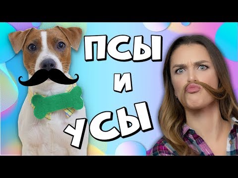 Видео: Почему у собак есть усы?