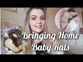 Bringing Home Baby Rats// Getting My First Rats! //Vlog