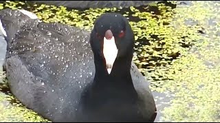 American Coots on Mississippi River Flyway. 08 September 2019