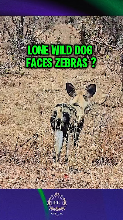 He Wanted to Hunt… But One Problem Stopped Him❓