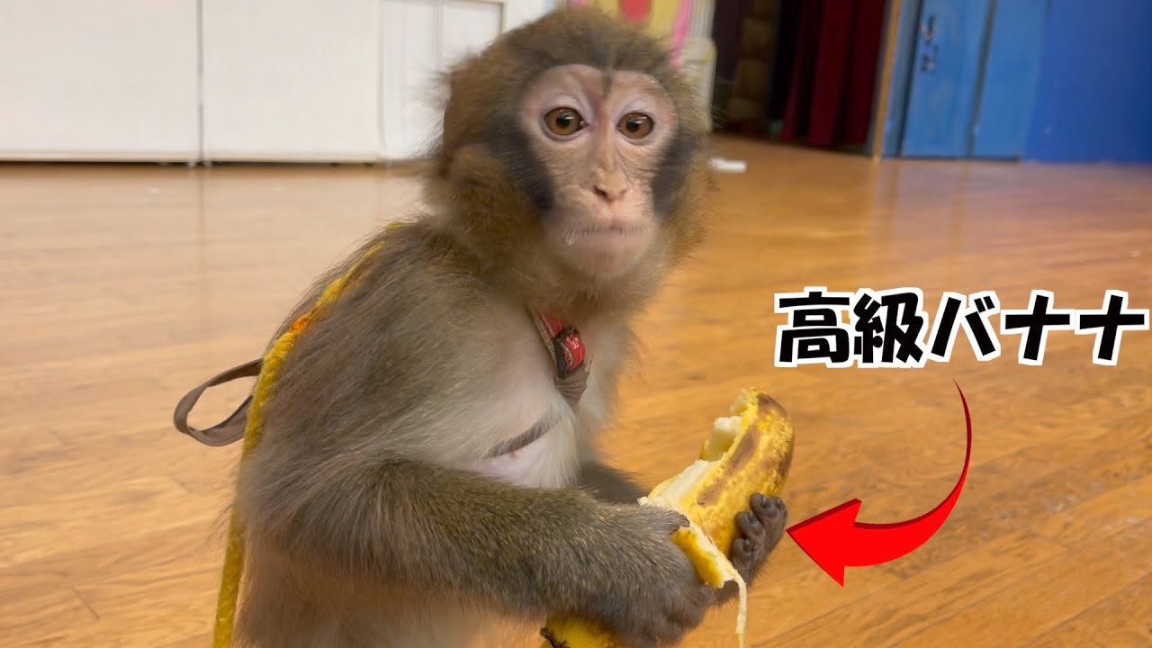 皮まで食べれる高級バナナの食べ方が明らかにおかしいお猿さん。 - YouTube