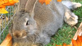 Flemish giant rabbit 3 months