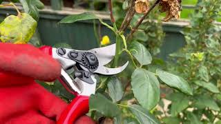 Spear & Jackson 6459BS Razorsharp Bypass Left-Handed Secateurs 8 ½” (213mm) | Screwfix