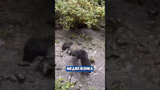 Медвежонок Перепутал Маму С Другой Медведицей 🐻