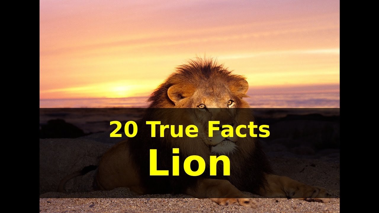 20 Roarsome Lion Facts Only Fun Facts Lion Facts Fun Facts Fun Facts ...