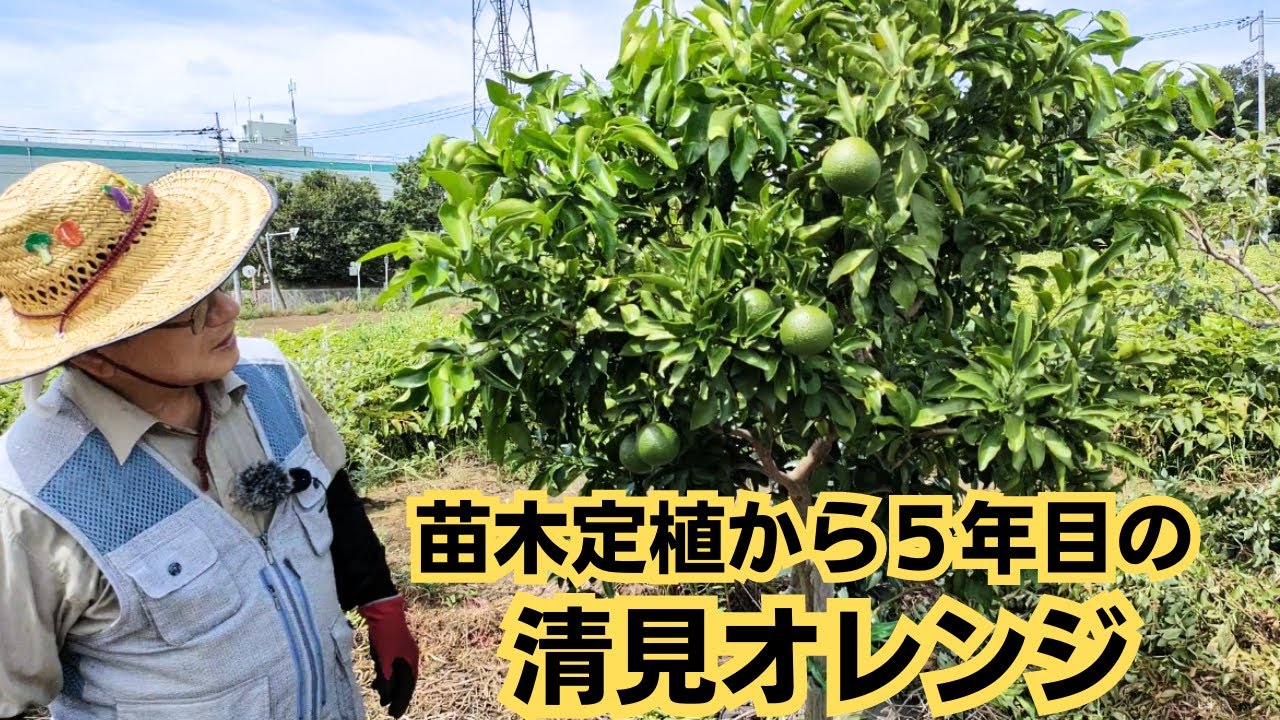 The Kiyomi oranges have grown big! [5th year] [Long-awaited