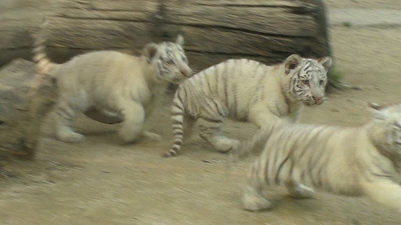 ホワイトタイガーの赤ちゃん 走る 戦う White Tiger Cubs Youtube